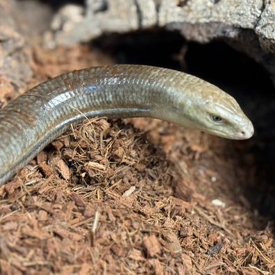 Legless lizard for sale near me online